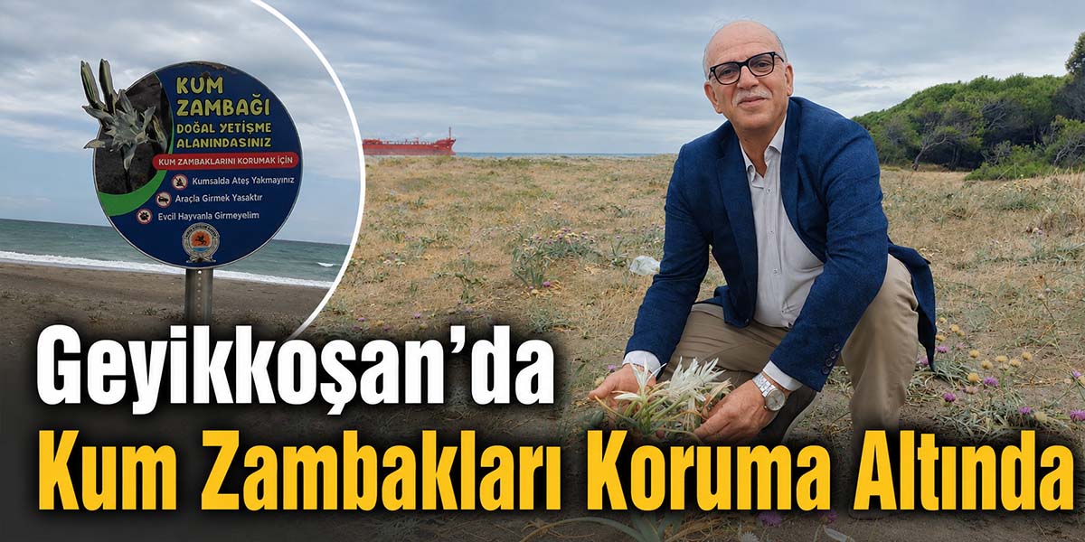 Geyikkoşan’da Kum Zambakları Koruma Altında