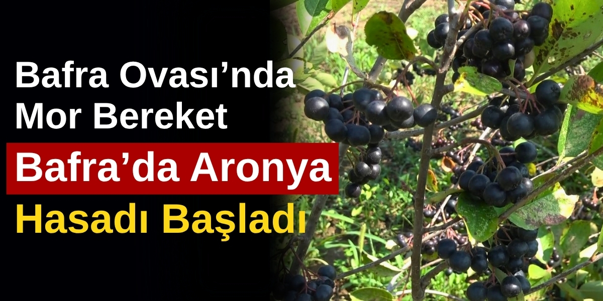 Bafra Ovası’nda Mor Bereket: Bafra’da Aronya Hasadı Başladı