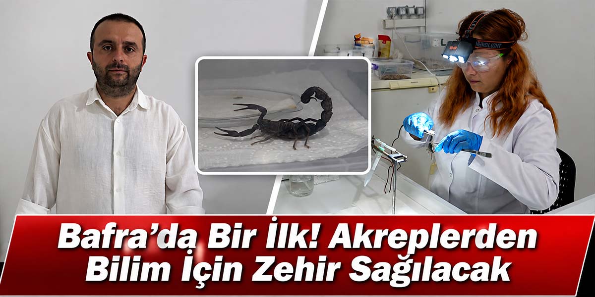 Bafra’da Bir İlk! Akreplerden Bilim İçin Zehir Sağılacak