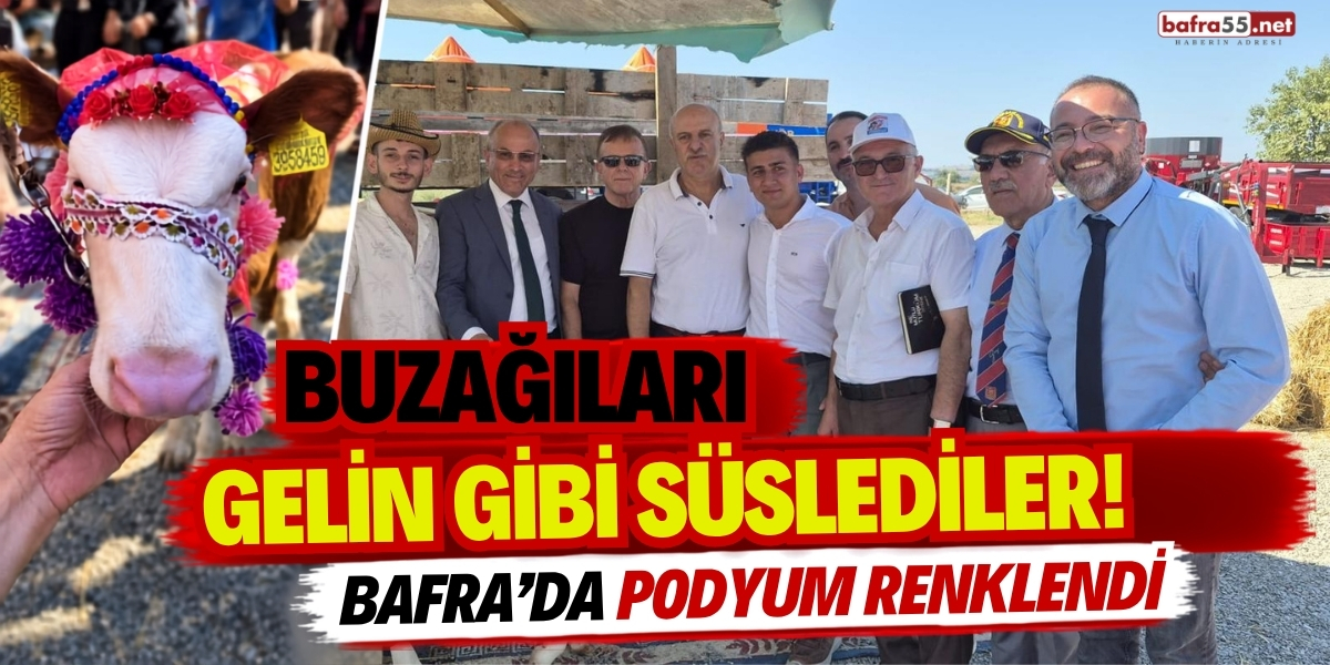 Buzağıları Gelin Gibi Süslediler! Bafra’da Podyum Renklendi
