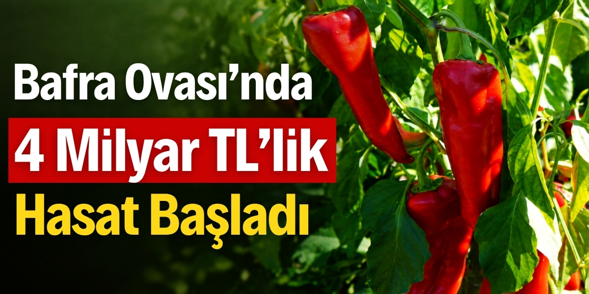 Bafra Ovası’nda 4 Milyar TL’lik Hasat Başladı