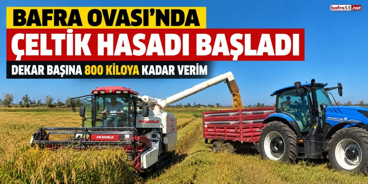 Bafra Ovası’nda Çeltik Hasadı Başladı: Dekar Başına 800 Kiloya Kadar Verim