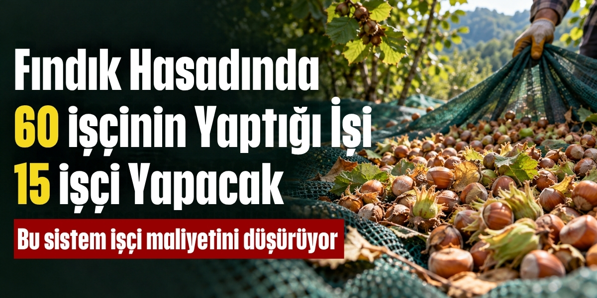 Fındık Hasadında 60 İşçinin Yaptığı İşi 15 İşçi Yapacak