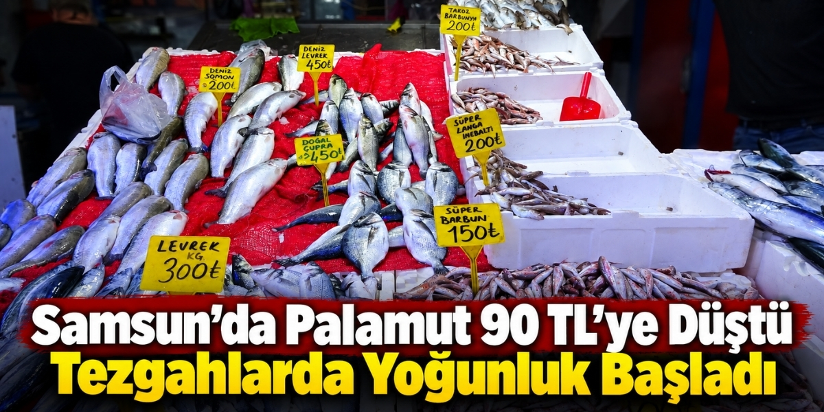 Samsun’da Palamut 90 TL’ye Düştü Tezgahlarda Yoğunluk Başladı