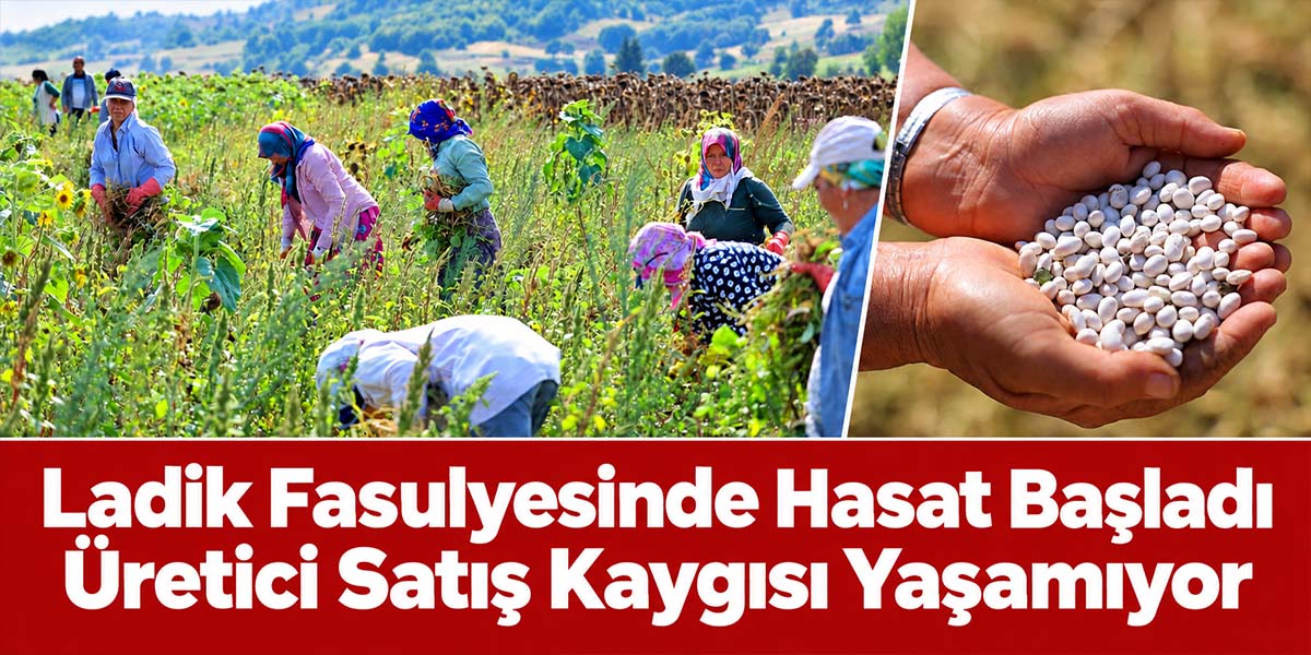 Ladik Fasulyesinde Hasat Başladı Üretici Satış Kaygısı Yaşamıyor
