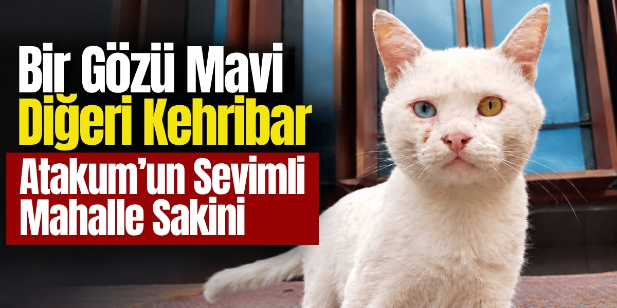 Bir Gözü Mavi Diğeri Kehribar Atakum’un Sevimli Mahalle Sakini