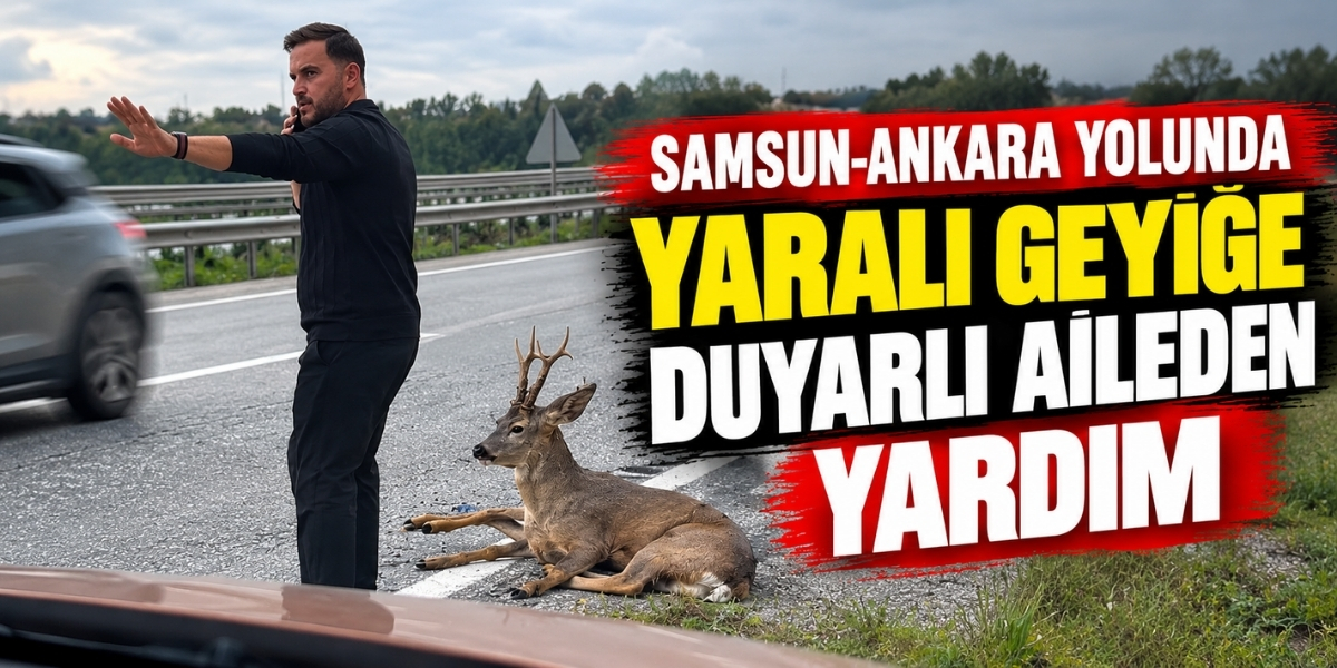 Samsun-Ankara Yolunda Yaralı Geyiğe Duyarlı Aileden Yardım