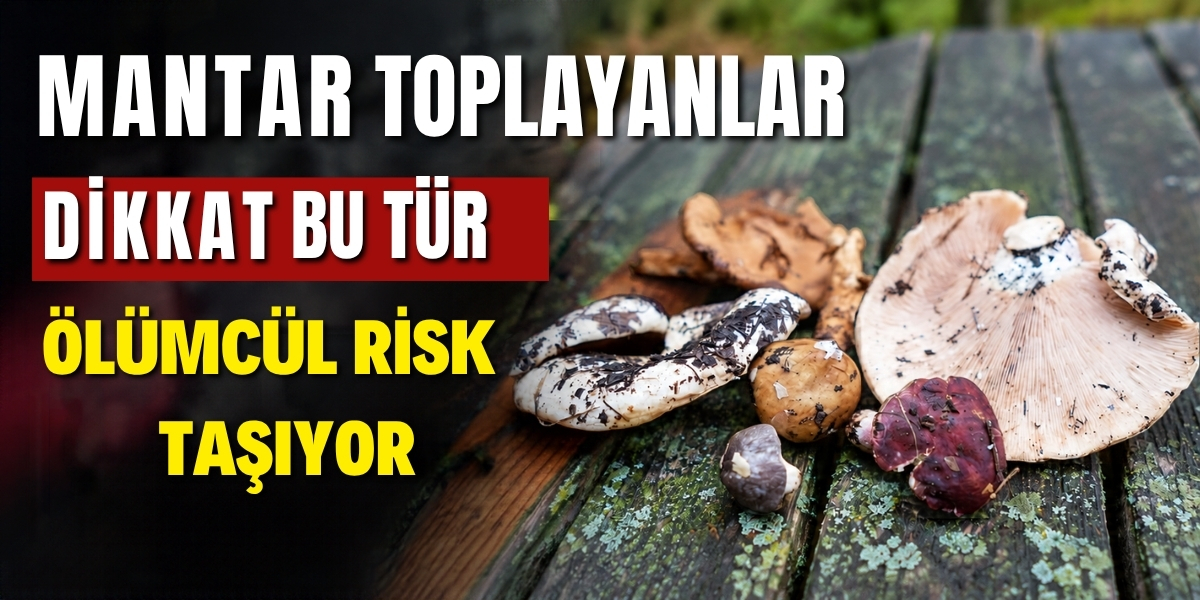 Mantar Toplayanlar Dikkat Bu Tür Ölümcül Risk Taşıyor