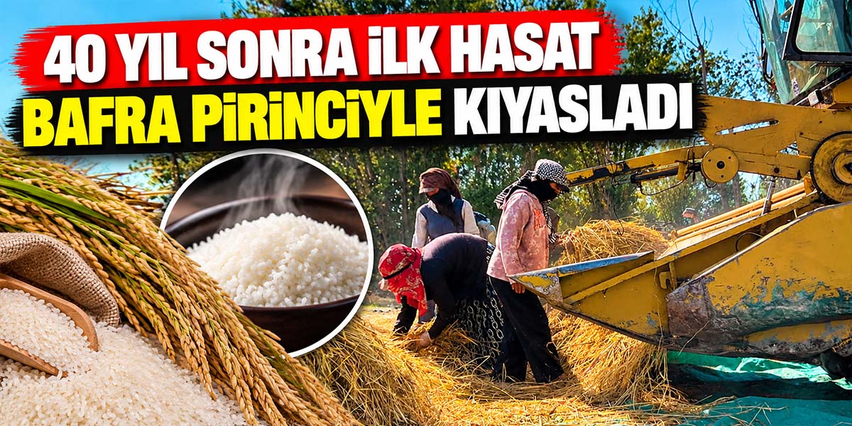 40 Yıl Sonra İlk Hasat Bafra Pirinciyle Kıyasladı
