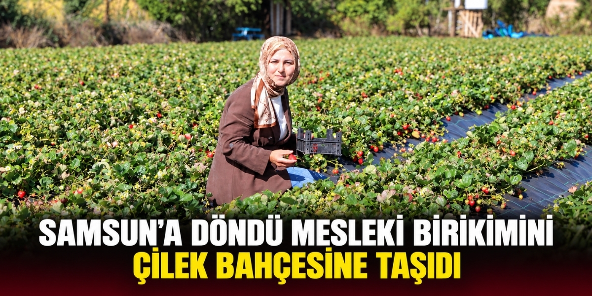 Alaçam’a Döndü Mesleki Birikimini Çilek Bahçesine Taşıdı