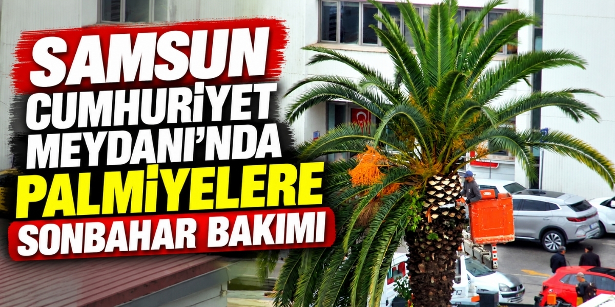 Samsun Cumhuriyet Meydanı’nda Palmiyelere Sonbahar Bakımı