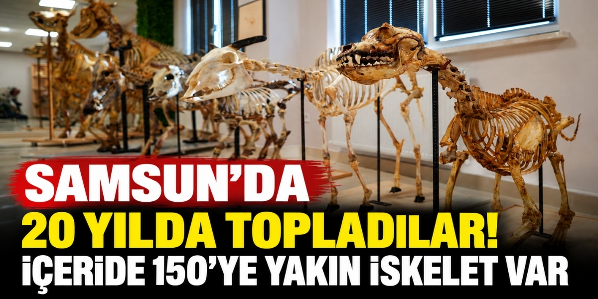 Samsun’da 20 Yıllık Birikim  40 Hayvan Türünden 150 İskelet Sergileniyor