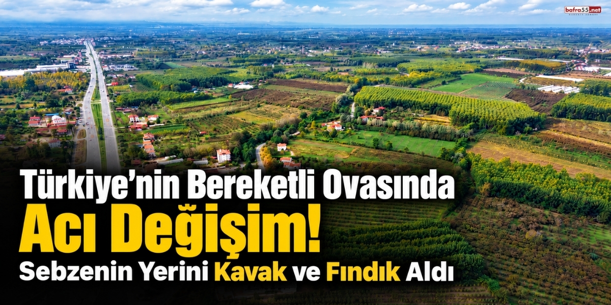 Türkiye’nin Bereketli Ovasında Acı Değişim! Sebzenin Yerini Kavak ve Fındık Aldı