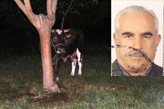 KIZGIN BOĞA SAHİBİNİ ÖLDÜRDÜ