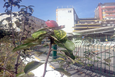 KIŞIN ELMA VERDİ