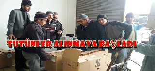 ALAÇAMDA TÜTÜN ALIMLARI BAŞLADI