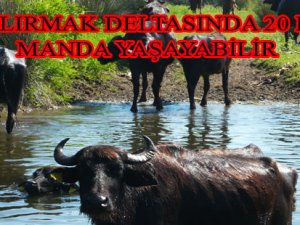 BAFRA “KIZILIRMAK DELTASI'NDA 20 BİN MANDA YAŞAYABİLİR”