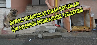 BAFRA'DA SOKAK HAYVANLARI İÇİN KULÜBE YAPTILAR