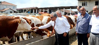 Bafra'da Büyükbaş hayvancılıkta atılım