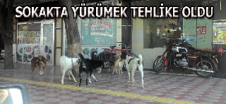 Bafra'da sokak köpekleri vatandaşı korkutuyor.