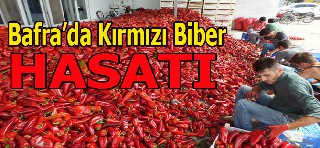 BAFRA DA KIRMIZI BİBER HASATI