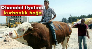 Otomobil fiyatına kurbanlık boğa