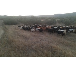 Tehdit ile kaçırılan keçiler bulundu
