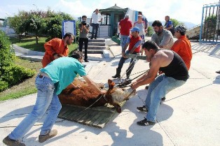 Polis Boğulmaktan Kurtardı, Eziyet Edilerek Tır’a Yüklendi