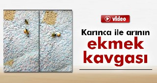 Karınca ile arının ekmek kavgası