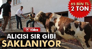 65 bin liralık boğa işadamına satıldı