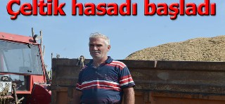 Bafra'da çeltik hasadı başladı