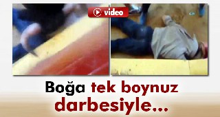 Boğa tek boynuz darbesiyle öldürdü