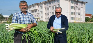 BAFRA’NIN PIRASASI TÜRKİYENİN EN KALİTELİ ÜRÜNÜDÜR