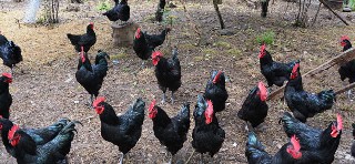 19 Mayıs'da organik tavuk üretimi