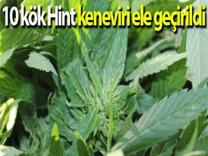 10 Kök hint keneviri ele geçirildi