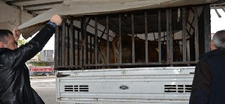 Bafra'da Hayvan Hırsızları tutuklandı