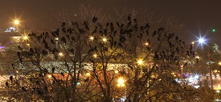 Kargalar parkı istila etti