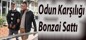 Odun karşılığı Bonzai sattı