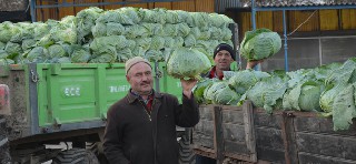 Bafra`da kışlık yaş sebze üreticileri fiyatlardan memnun