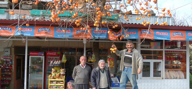 Bafra Trabzon hurmasını sevdi