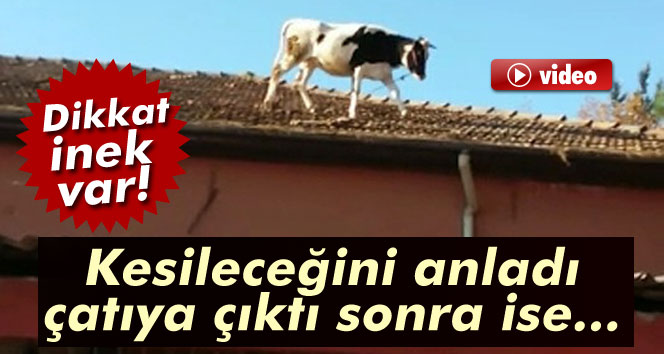 Çatıda inek var!