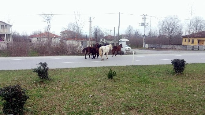 Yılki Atlar Karayolunda Kazalara Davetiye Çıkartıyor