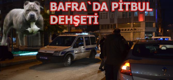 Bafra`da pitbul dehşet saçtı