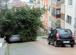 Aracın üzerine ağaç devrildi