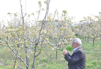 Kırağı meyve bahçelerini vurdu