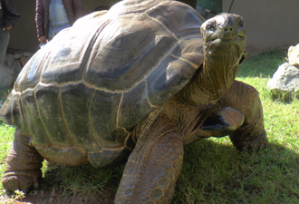 Türkiye'nin en yaşlı kaplumbağası