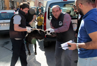 Pitbull dehşeti : 3 yaralı