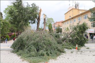 ŞİDDETLİ RÜZGAR AĞAÇLARI KÖKÜNDEN SÖKTÜ