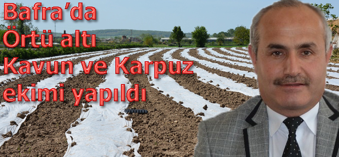 BAFRA’DA ÖRTÜ ALTI KAVUN VE KARPUZ EKİMLERİ YAPILDI