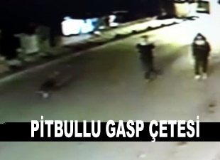 Pitbullu gasp çetesi